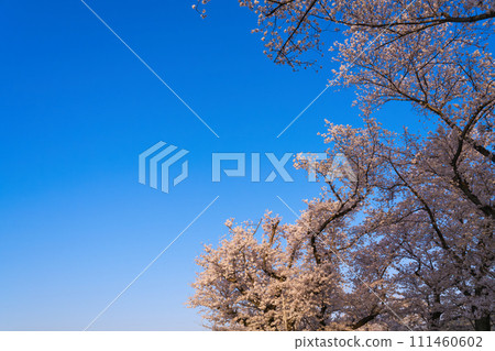 [Kyoto Prefecture] March: Blue skies and cherry blossoms in full bloom (Yodogawa River Park Sewari-tsui District) 111460602