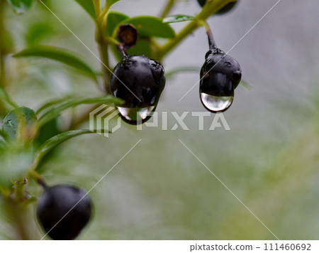 Boxwood fruit of the Ilexaceae family with black berries Boxwood fruit of the Ilexaceae family with black berries 111460692