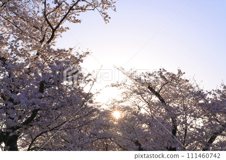 [京都府]3月：藍天櫻花盛開（淀川河濱公園瀨割津地區） 111460742