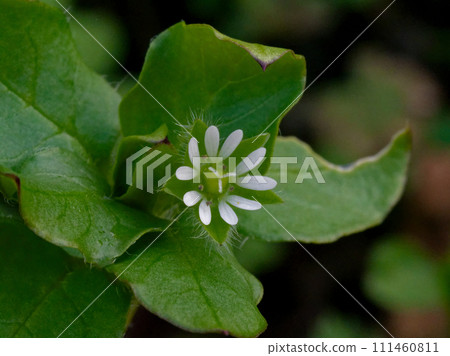 White flowers of Chickweed, a biennial plant of the Caryophyllaceae family. 111460811