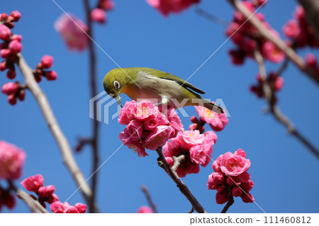 White-eyes also fly in, attracted by the scent of plum blossoms. White-eyes also fly in, attracted by the scent of plum blossoms. 111460812