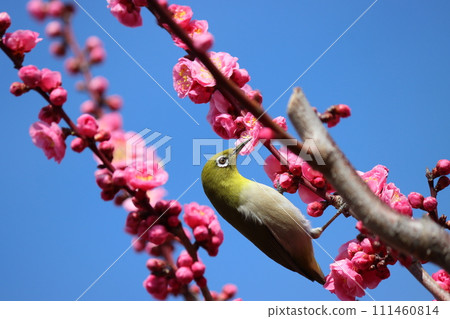 The spring breeze brings the white-eyes to the plum grove. 111460814
