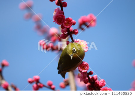 The spring breeze brings the white-eyes to the plum grove - 6 111460820