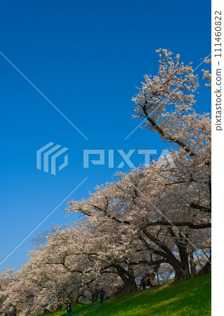 [Kyoto Prefecture] Walking while looking up at the cherry blossoms in full bloom on a holiday in March [Yodogawa River Park Sewaritei District] 111460822