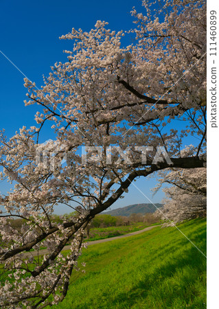 【京都府】三月藍天下的櫻花樹漫步（澱川河流公園瀨割亭一帶） 111460899