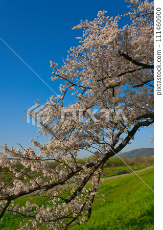 【京都府】三月藍天下的櫻花樹漫步(澱川河流公園瀨割亭一帶) 【京都府】三月藍天下的櫻花樹漫步(澱川河流公園瀨割亭一帶) 111460900