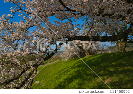 【京都府】三月藍天下的櫻花樹漫步(澱川河流公園瀨割亭一帶) 【京都府】三月藍天下的櫻花樹漫步(澱川河流公園瀨割亭一帶) 111460902