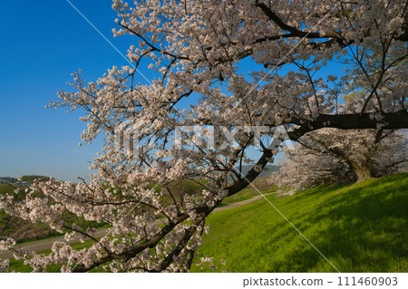 [Kyoto Prefecture] Strolling along the cherry blossom trees under the blue sky in March (Yodogawa River Park Sewaritei area) 111460903