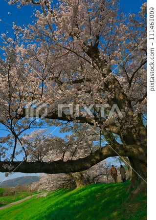 [Kyoto Prefecture] March: Rows of cherry blossom trees that go on forever [Yodogawa River Park Sewari-zumi area] 111461009
