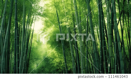 A lush green forest filled with lots of tall bamboo trees A lush green forest filled with lots of tall bamboo trees 111461043