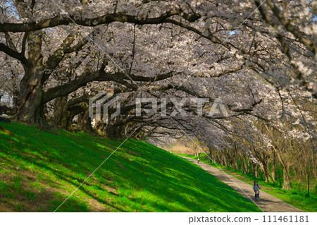 [京都府] 3月櫻花盛開下（淀川河公園瀨割津地區） 111461181