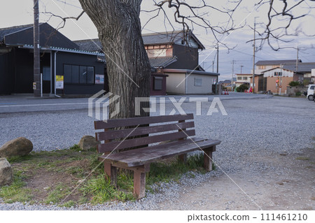 That bench and sandalwood tree (horizontal composition 3) 111461210