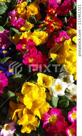 colorful and beautiful flower pansies 111461321