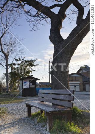 That bench and sandalwood tree (vertical composition 3) 111461325