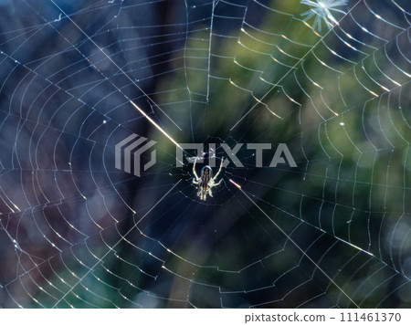 A spider that nests in winter. A spider that nests in winter. 111461370