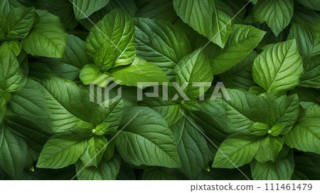 A bunch of green leaves that are on the ground A bunch of green leaves that are on the ground 111461479