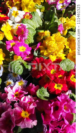 色彩繽紛、美麗的紫羅蘭花 色彩繽紛、美麗的紫羅蘭花 111461525