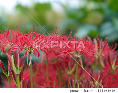 Red cluster amaryllis 111461616