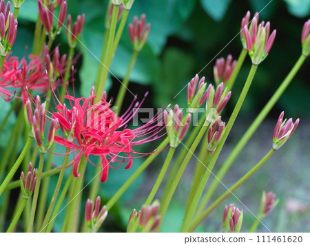 Red cluster amaryllis 111461620