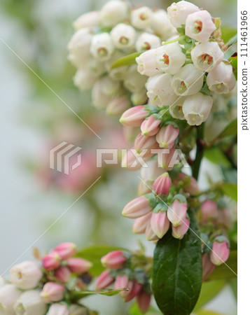 Blueberry flowers 111461966