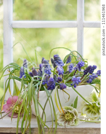 Muscari and Christmas roses on the windowsill 111461968