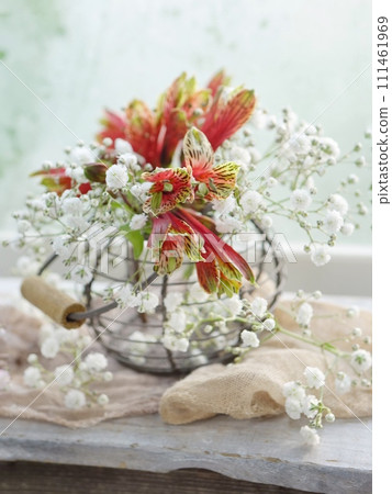 Gypsophila and Aristomelia 111461969