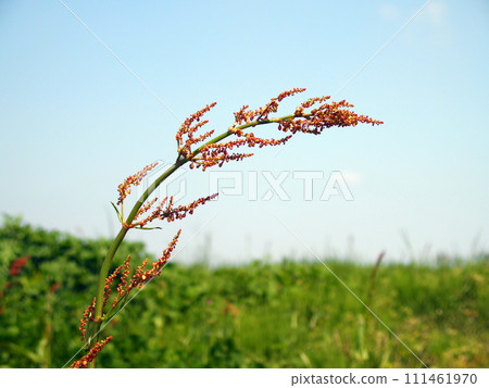 Sorrel growing on the banks of the Edogawa River in spring Sorrel growing on the banks of the Edogawa River in spring 111461970