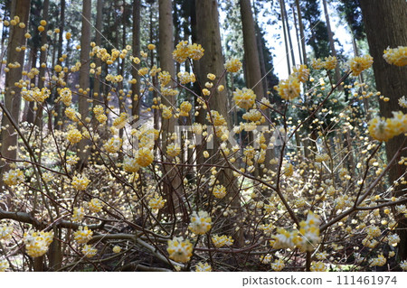 大富，被稱為殖民地的水源村 111461974