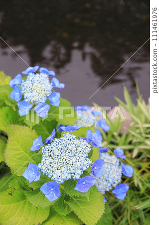 Egawa Serage Walkway繡球花 Egawa Serage Walkway繡球花 111461976