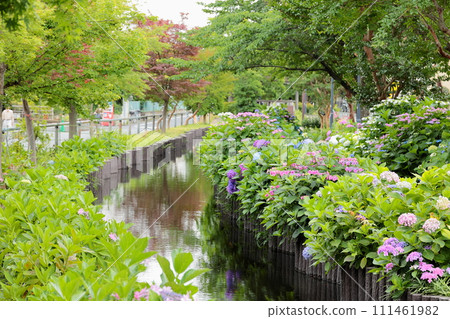 Egawa Serage Walkway繡球花 111461982