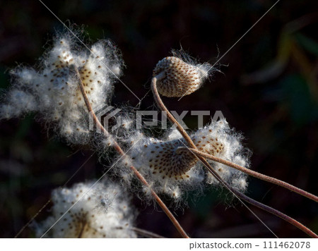 毛茛科種子傳播 毛茛科種子傳播 111462078