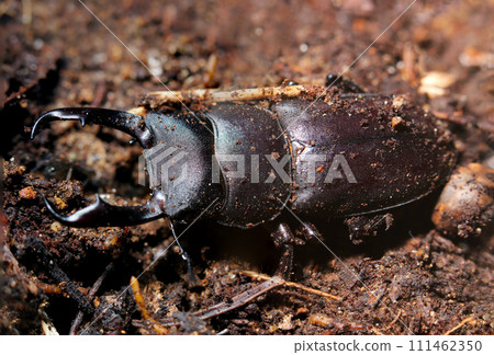 一隻成年雄性鍬蟲從冬眠中醒來後從土壤中鑽出(自然光+閃光燈,微距特寫攝影) 一隻成年雄性鍬蟲從冬眠中醒來後從土壤中鑽出(自然光+閃光燈,微距特寫攝影) 111462350