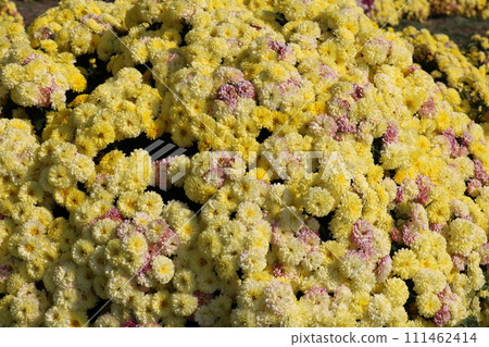yellow flower chrysanthemum yellow flower chrysanthemum 111462414