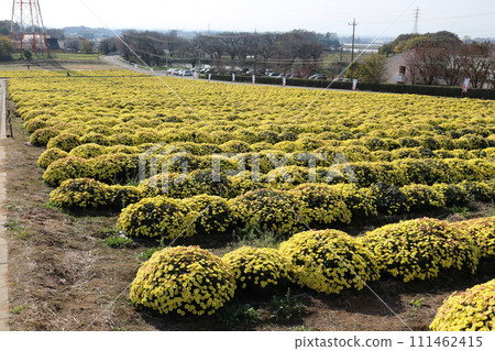 Small chrysanthemums in full bloom spreading all over Small chrysanthemums in full bloom spreading all over 111462415