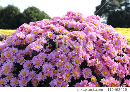 Pink chrysanthemums in full bloom 111462416