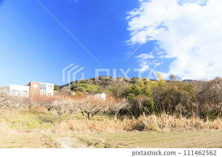 Mt. Fuji in winter seen from Soga Bairin 111462562