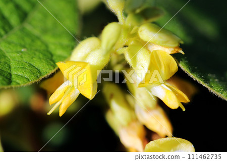 Yellow flower raceme of Aphrodisia sinensis (natural light, macro lens close-up photography) 111462735