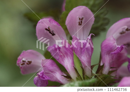 Close-up of purple violet flower (natural light/macro lens close-up photography) Close-up of purple violet flower (natural light/macro lens close-up photography) 111462736