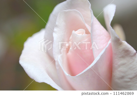 Close-up of white and pink rose flowers (natural light & strobe macro lens close-up) 111462869