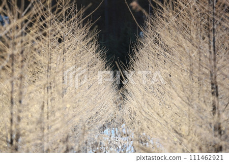 Silver larch young forest, golden forest 111462921