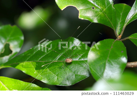 Moegi beetle on a large dark green leaf (macro lens used, strobe + natural light, close-up photo) 111463029