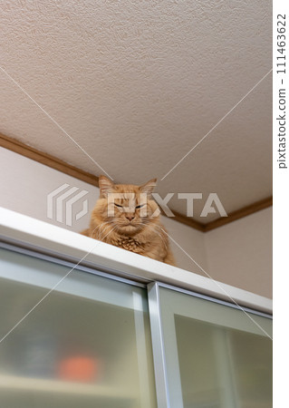 在架子上的貓 茶虎斑貓 111463622