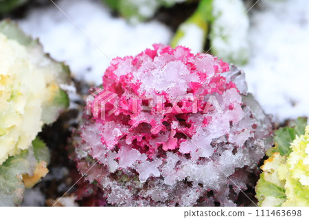 下雪天的花壇 下雪天的花壇 111463698