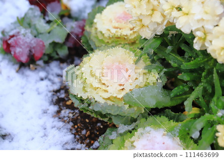 下雪天的花壇 下雪天的花壇 111463699