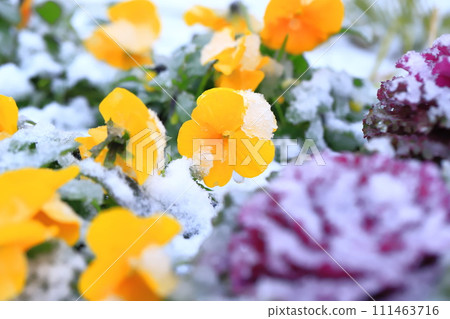 Flowerbed on a snowy day 111463716