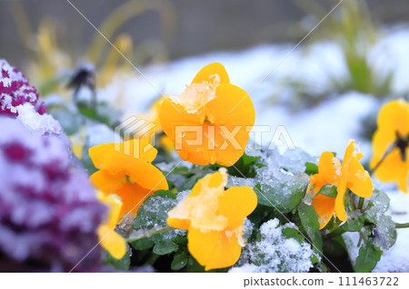 Flowerbed on a snowy day 111463722