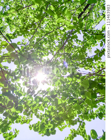 Fresh greenery in Yokohama 111463983