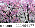 A collaboration of pink and white cherry blossoms in full bloom 111464177