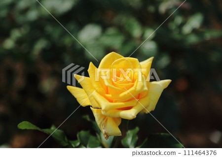 Arao City Ominous Citizen Flower Bed Rose Flower, Arao City Ominous Citizen Flower Bed Rose Flower, 111464376