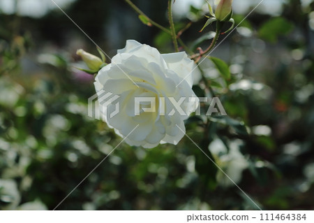 荒尾市少女公民花壇玫瑰花, 荒尾市少女公民花壇玫瑰花, 111464384